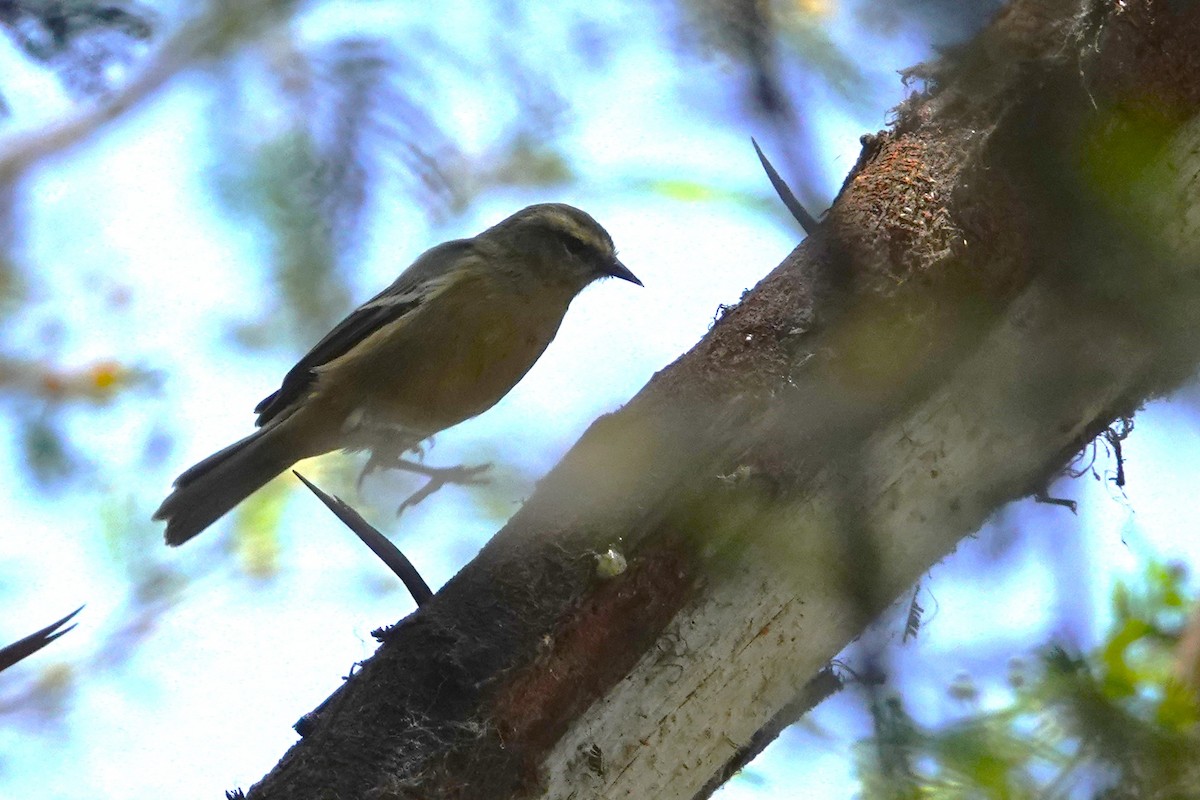 Conirrostro Cinéreo - ML646712678