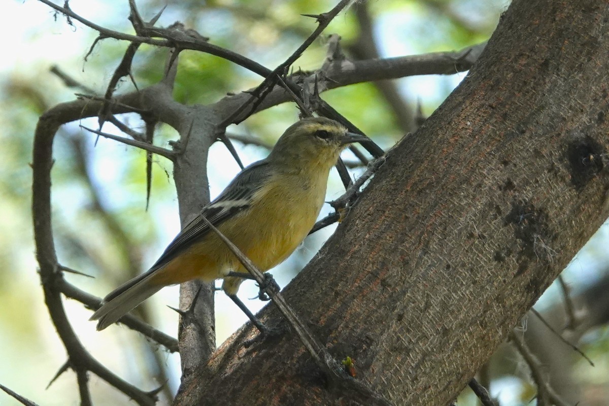 Conirrostro Cinéreo - ML646712679