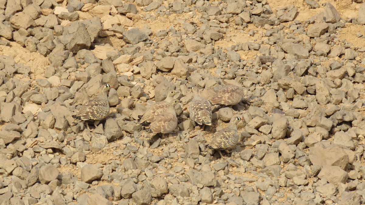 Lichtenstein's Sandgrouse - ML646712680
