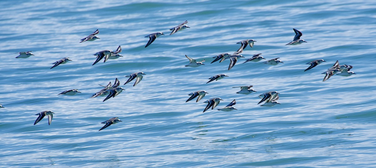 Sanderling - ML646712683