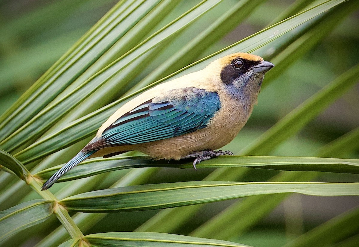 Isabelltangare - ML646712685