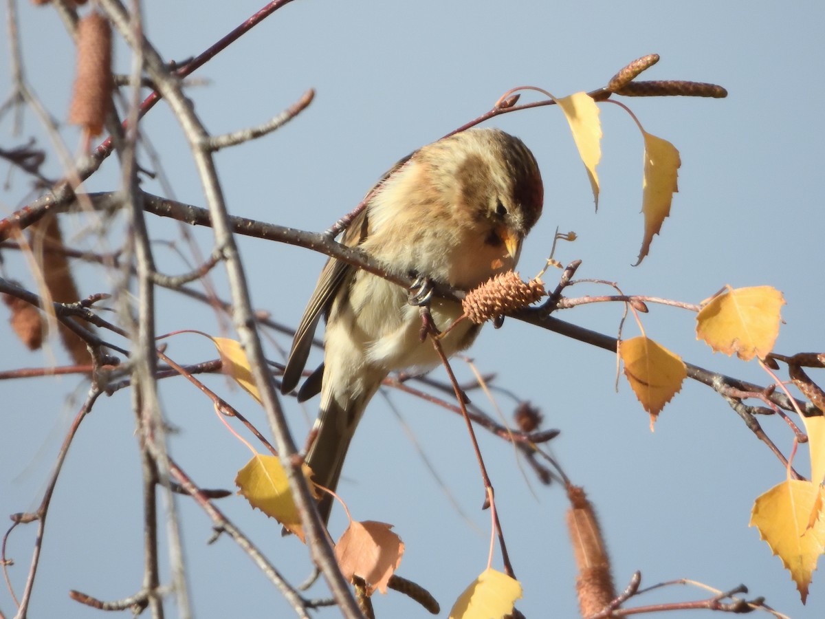 Redpoll - ML646712686