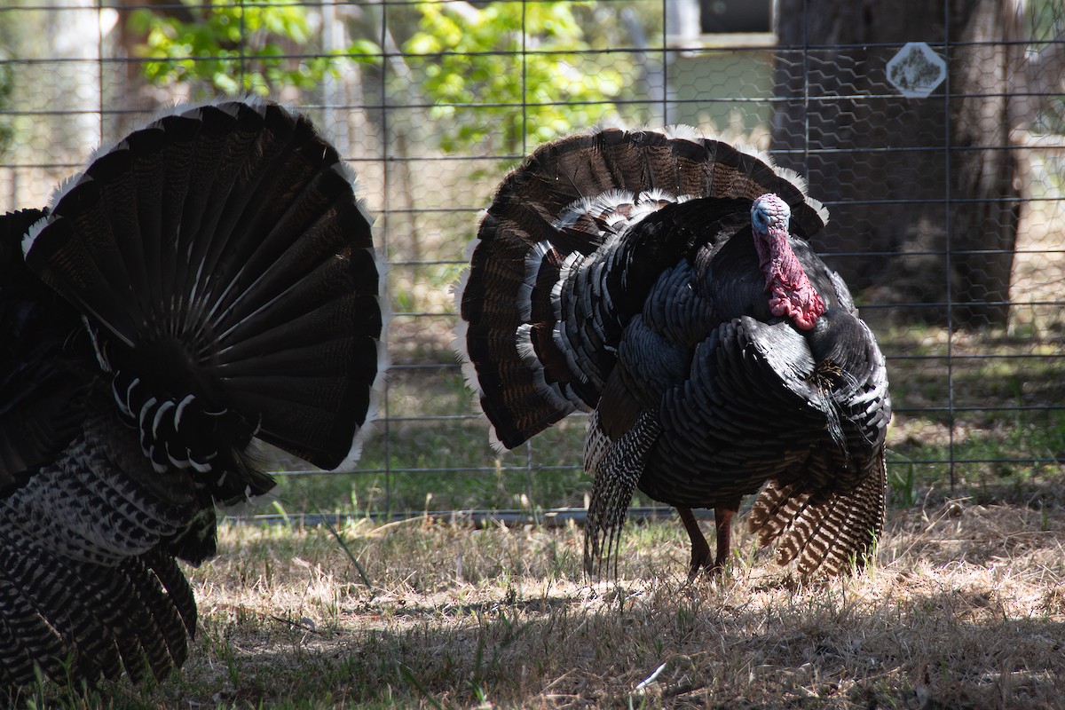 Tacchino selvatico - ML646712689