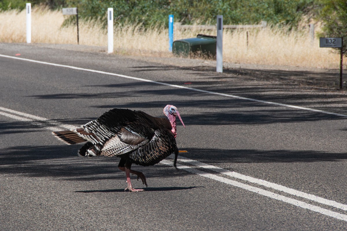 Tacchino selvatico - ML646712690