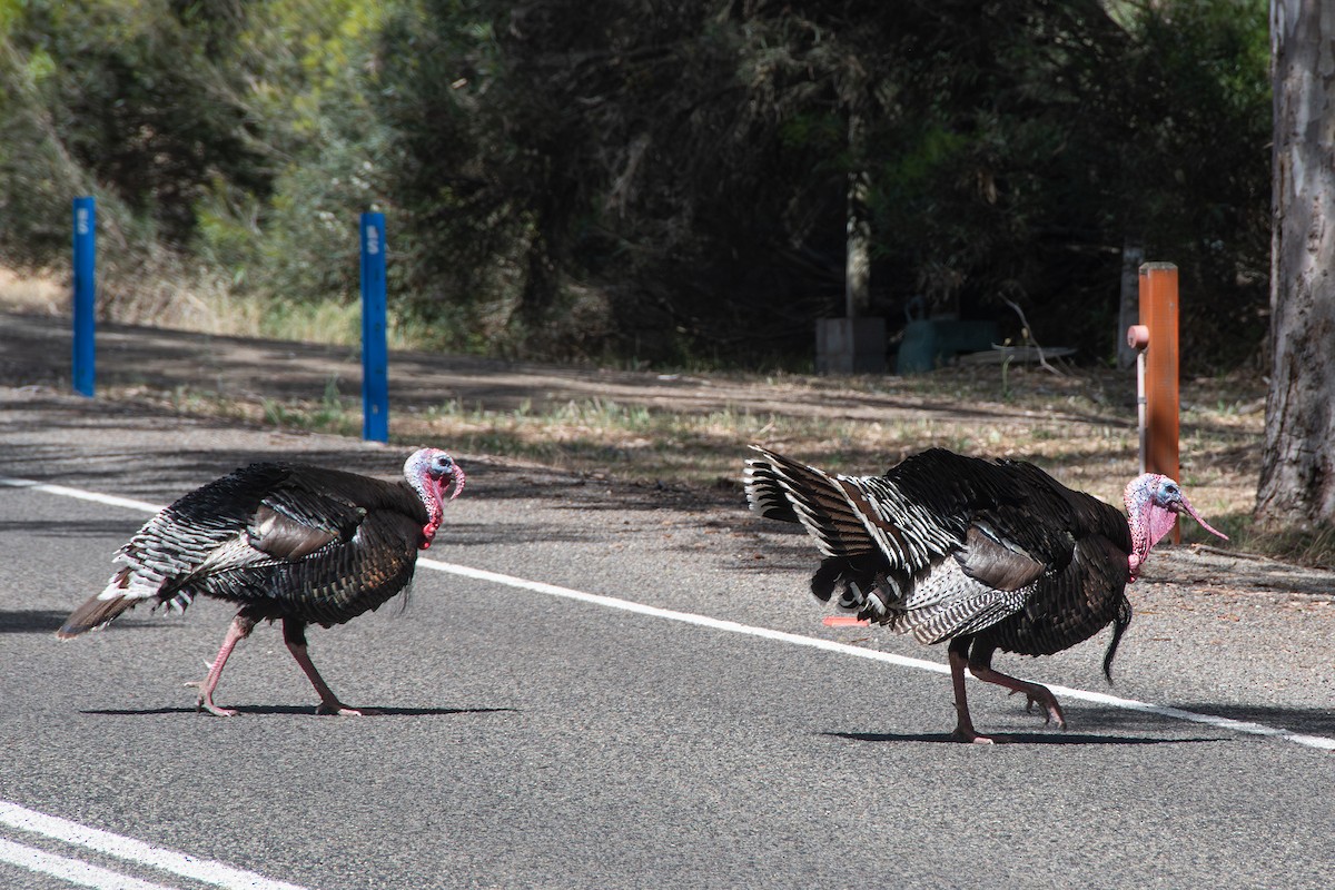 Tacchino selvatico - ML646712691