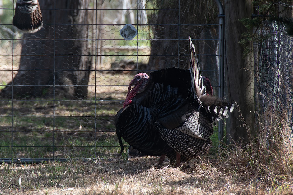 Tacchino selvatico - ML646712692