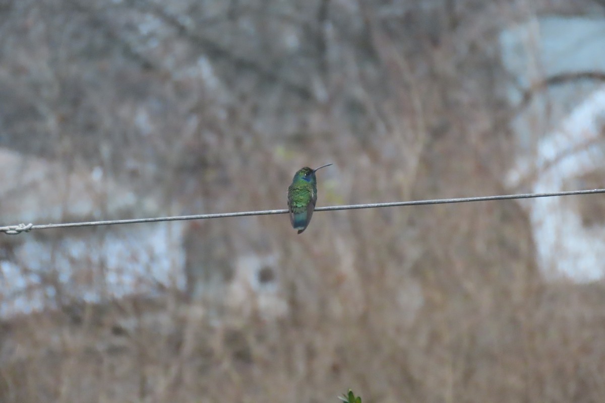 Mexican Violetear - ML646712696