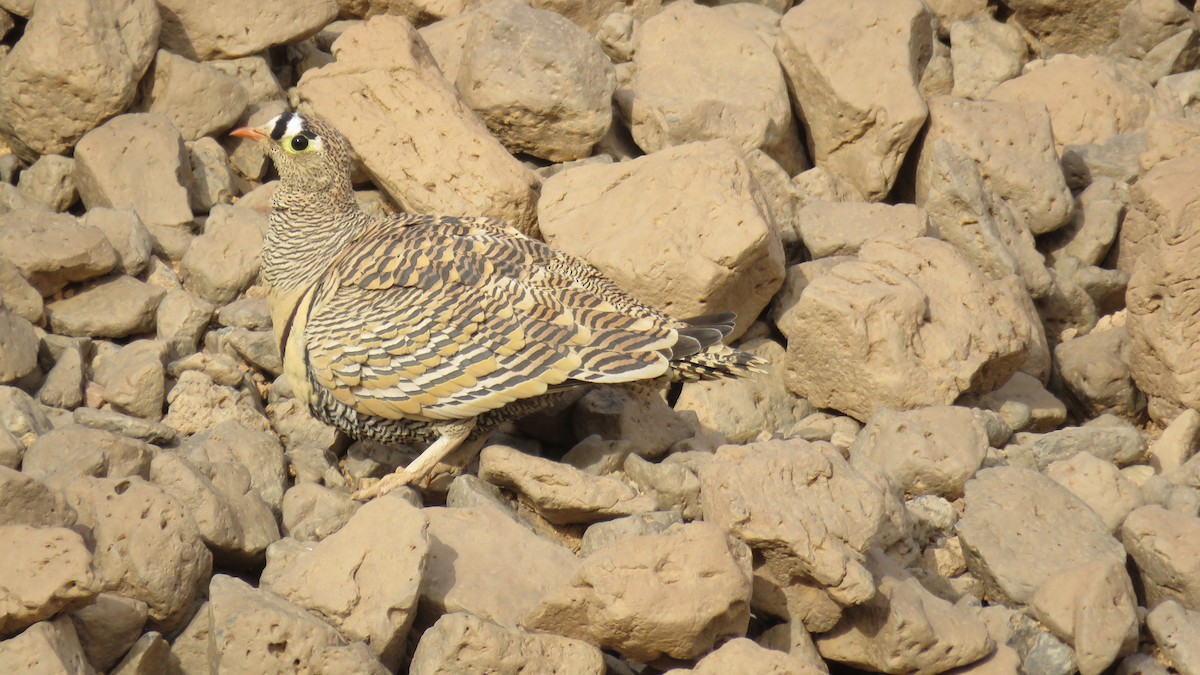 Lichtenstein's Sandgrouse - ML646712697