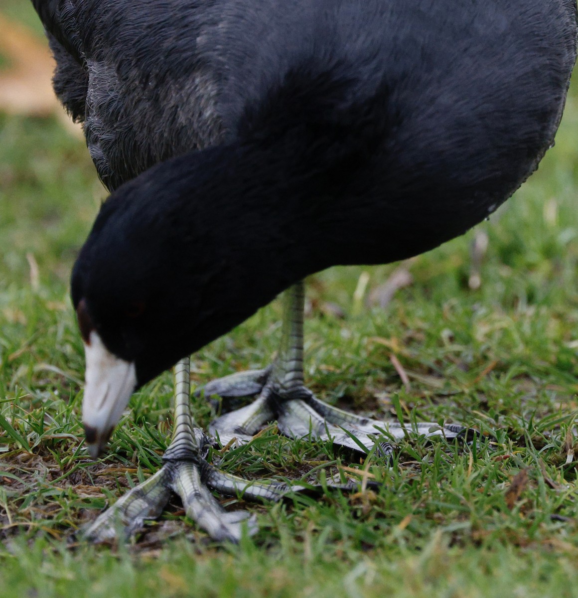 Лиска американська - ML646712700