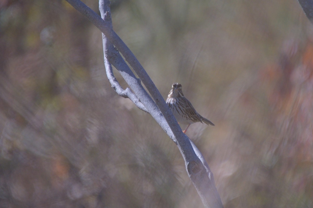 Savannah Sparrow - ML646712701