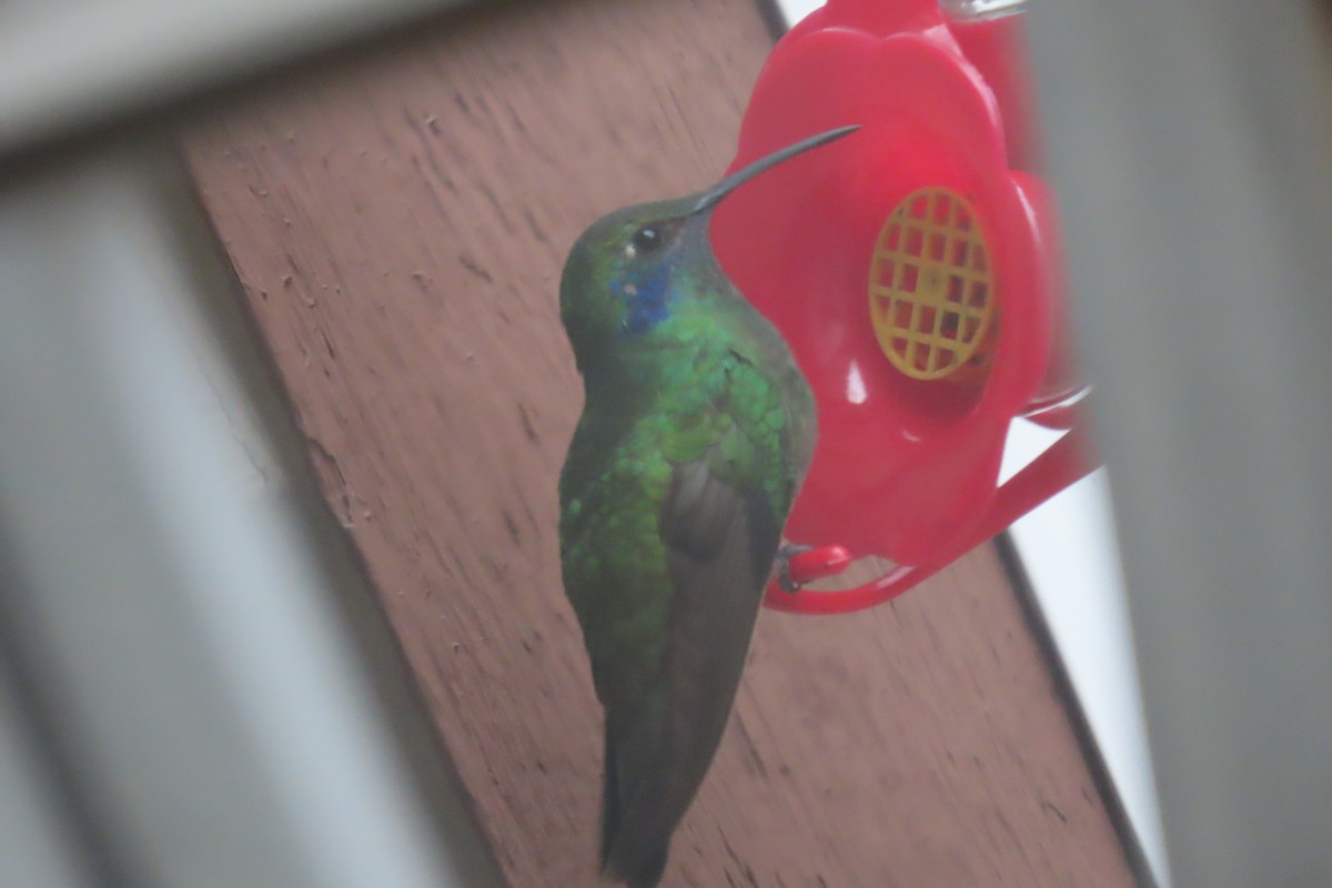 Mexican Violetear - ML646712704