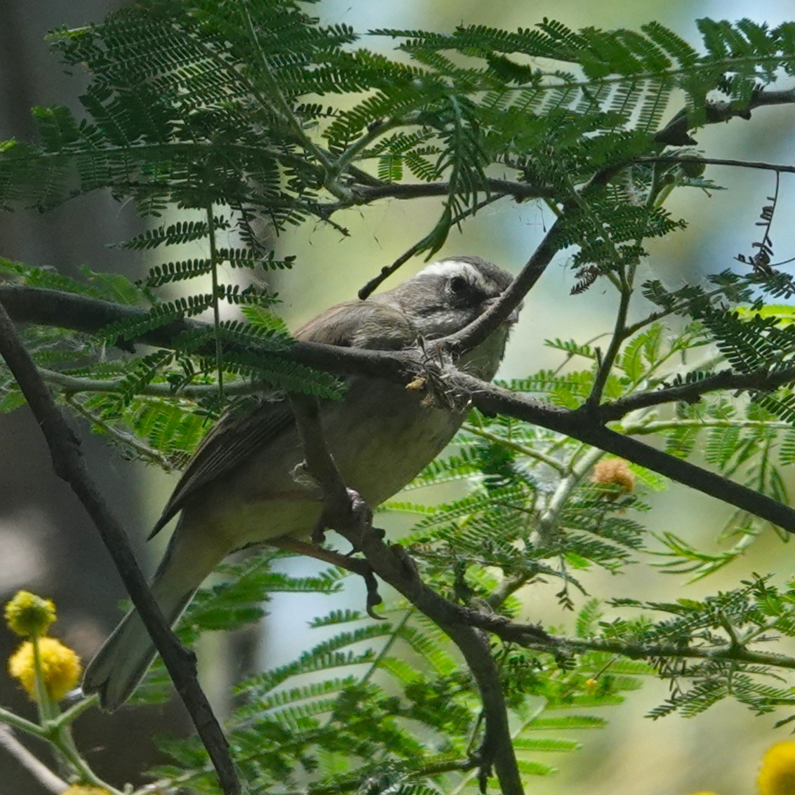 Monterita Collareja - ML646712706