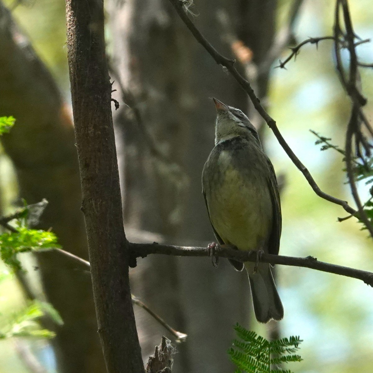 Monterita Collareja - ML646712707