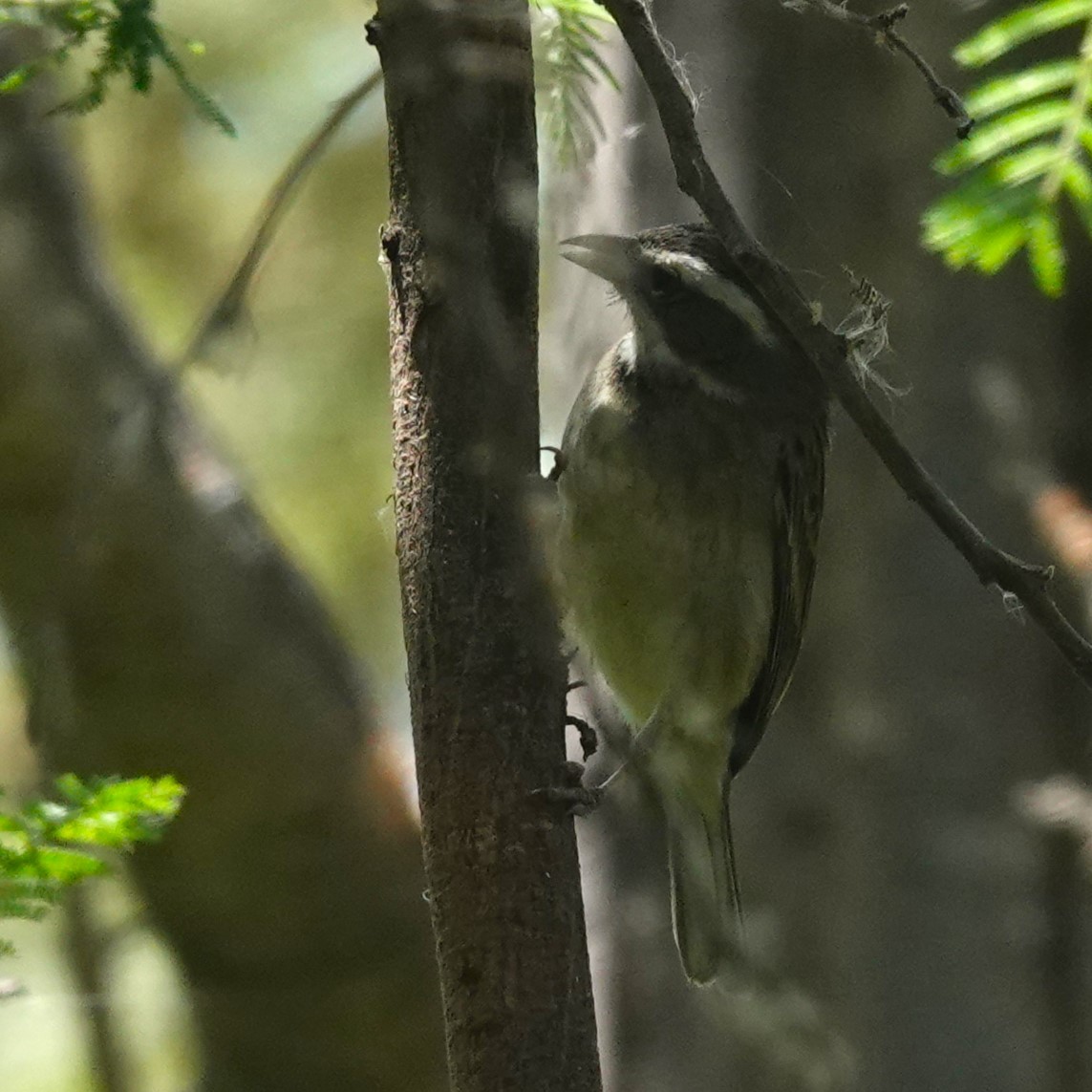 Monterita Collareja - ML646712708