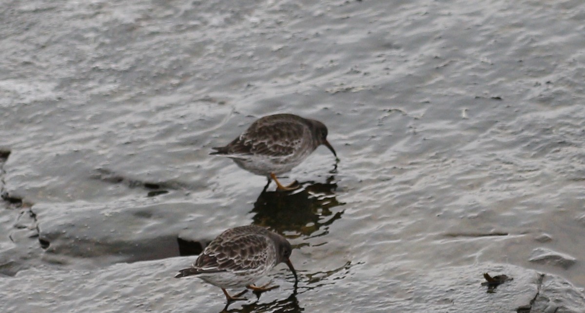 Bécasseau violet - ML646712709