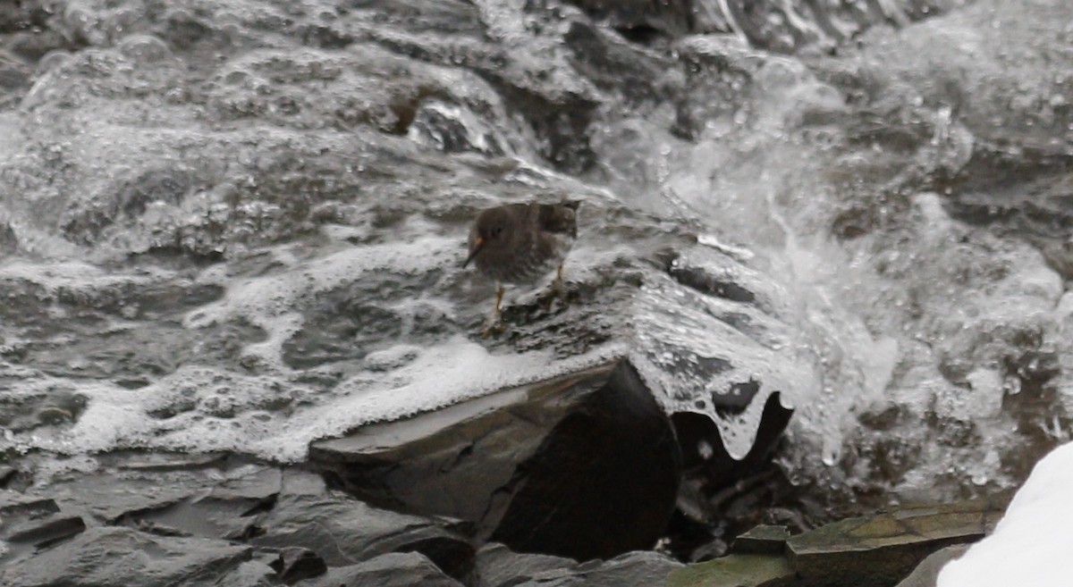 Bécasseau violet - ML646712710