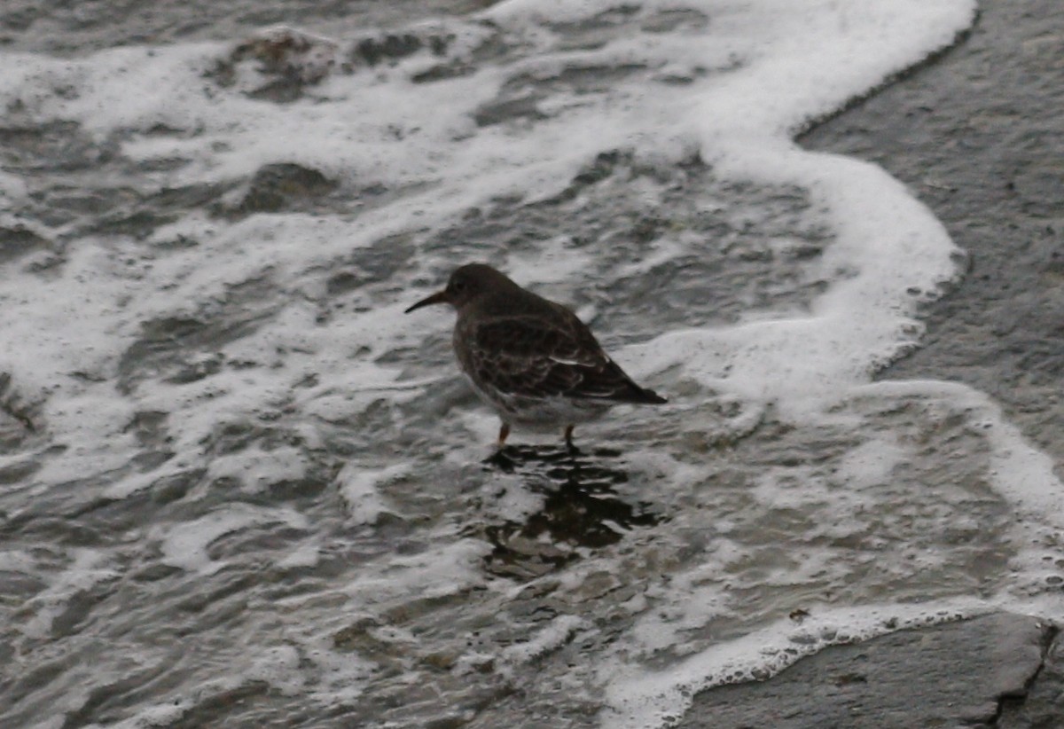 Bécasseau violet - ML646712711