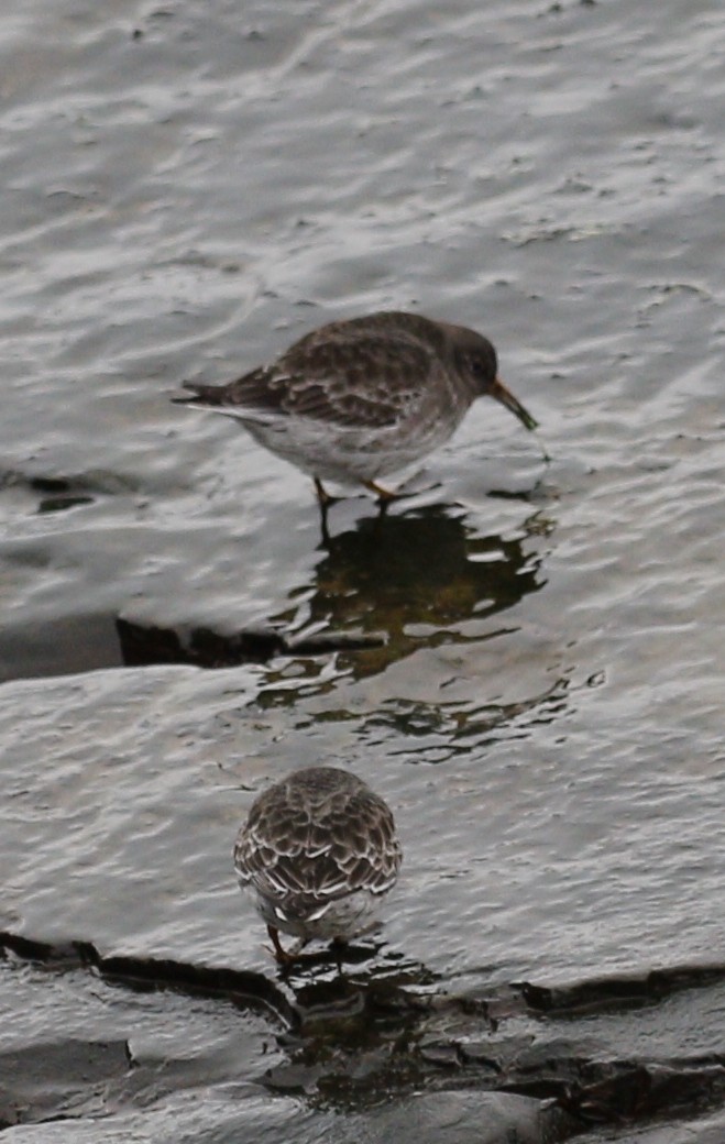 Bécasseau violet - ML646712712