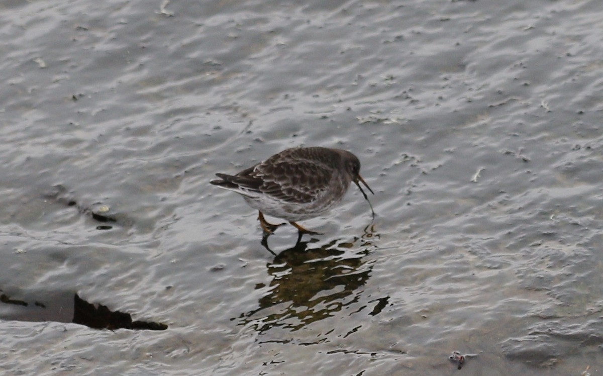 Bécasseau violet - ML646712713