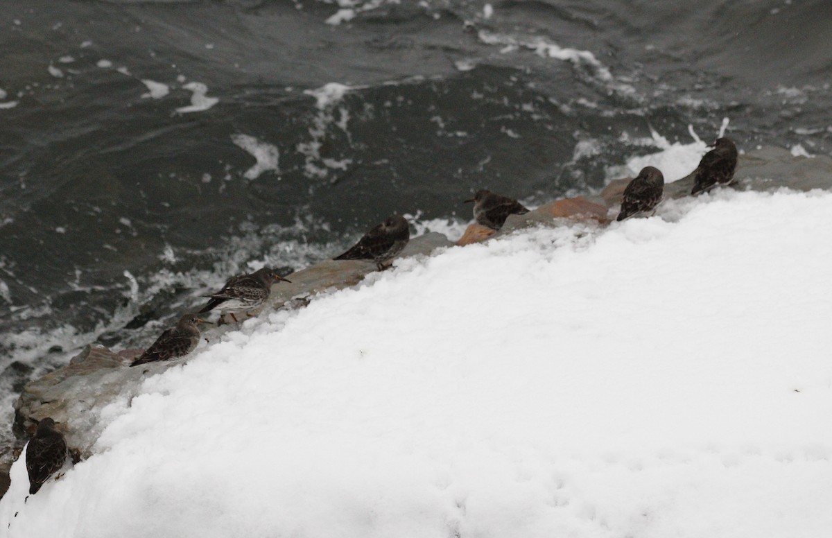 Bécasseau violet - ML646712714