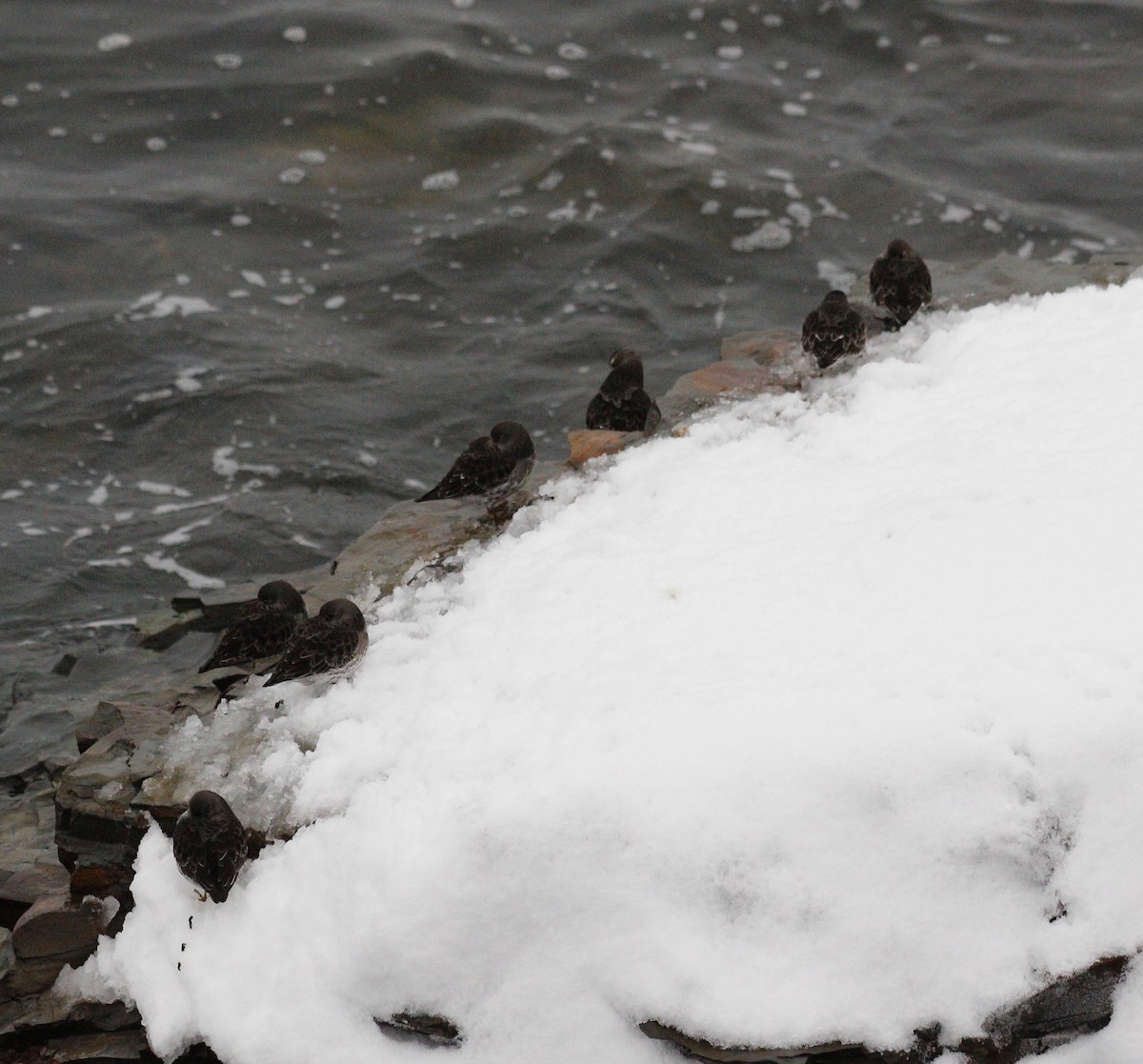 Bécasseau violet - ML646712715