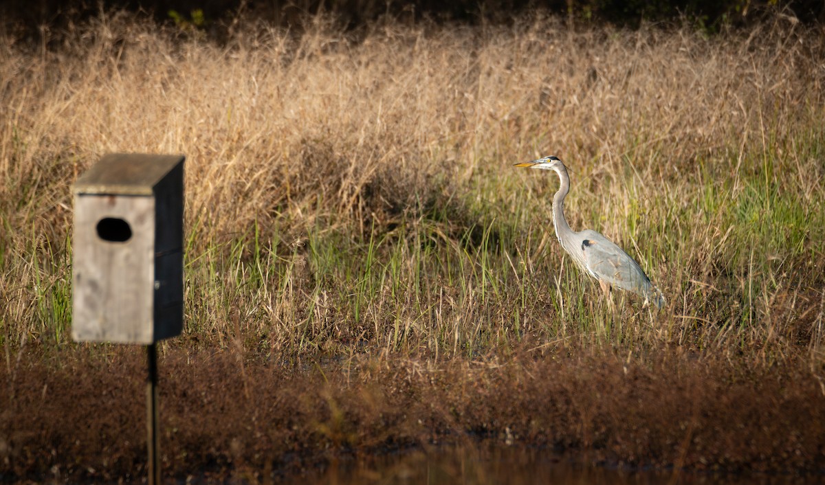 Great Blue Heron - ML646712725