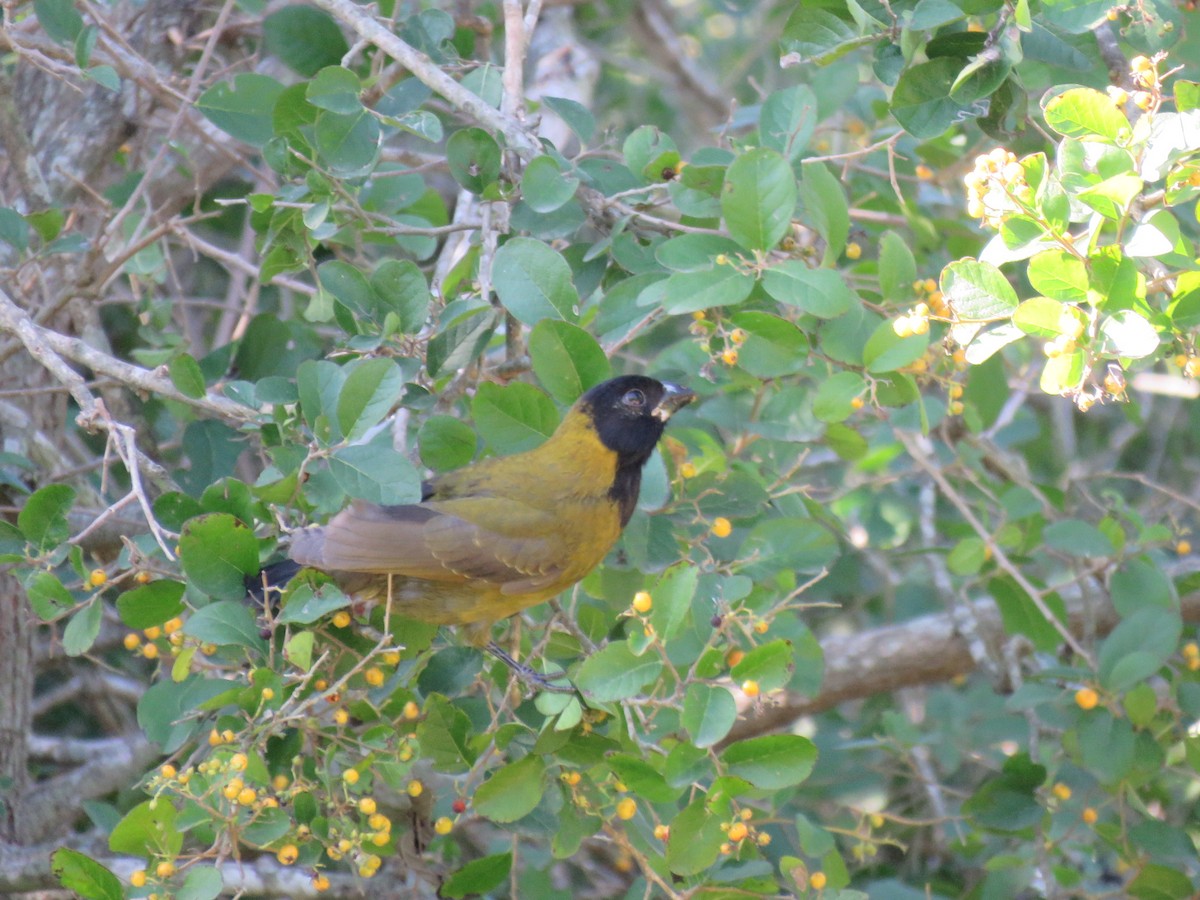 クロアカイカル - ML646712726