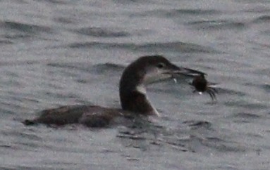 Plongeon huard - ML646712732