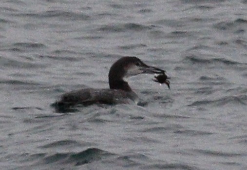 Plongeon huard - ML646712733