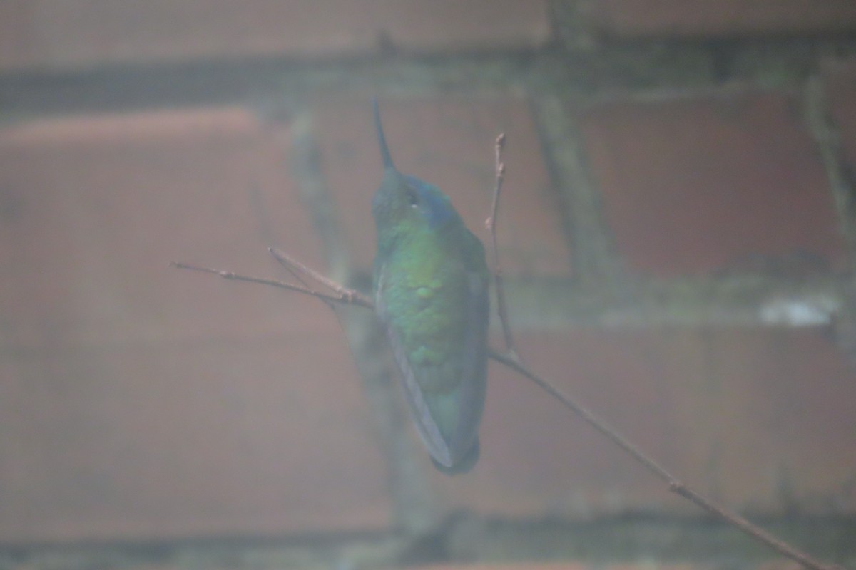 Mexican Violetear - ML646712734