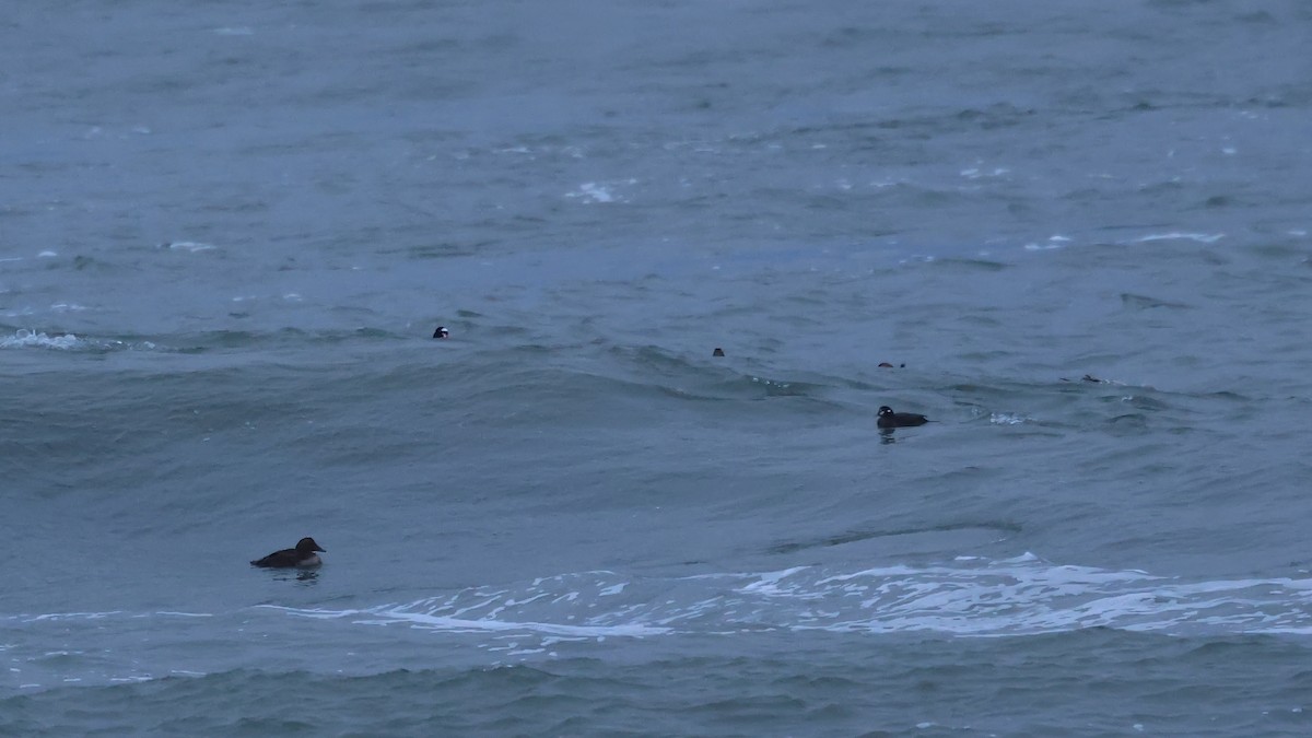 Kragenente - ML646712735