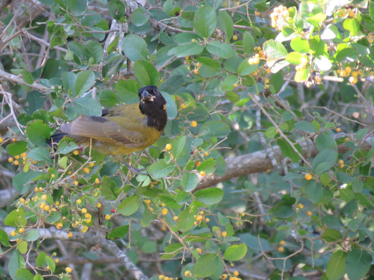 クロアカイカル - ML646712736