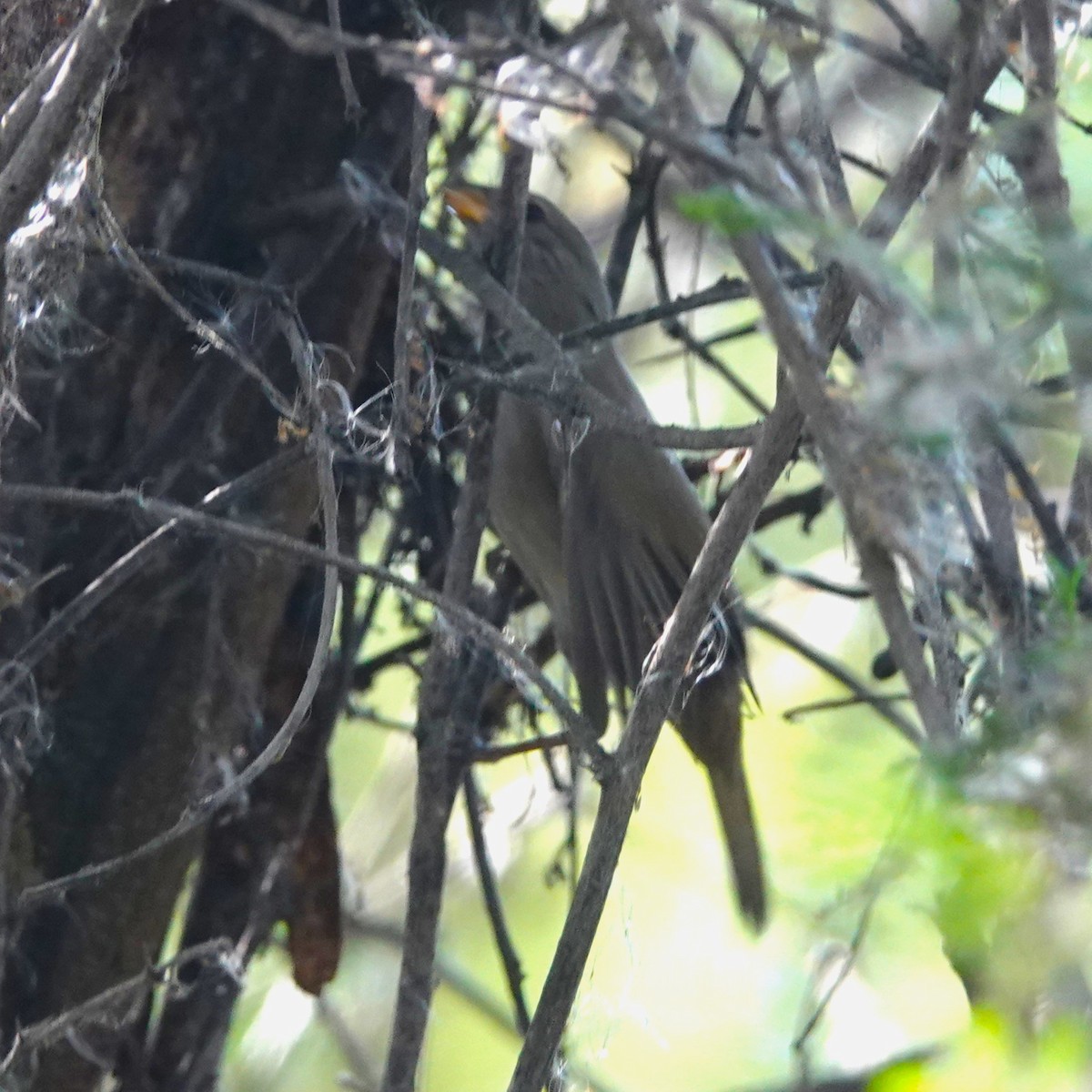 Semillero Simple - ML646712738