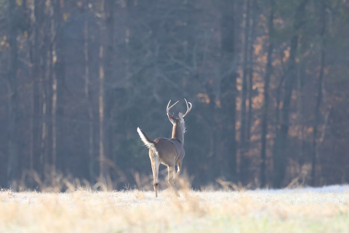 Animals - ML646712739