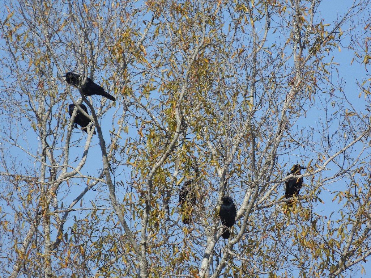 Fish Crow - ML646712740