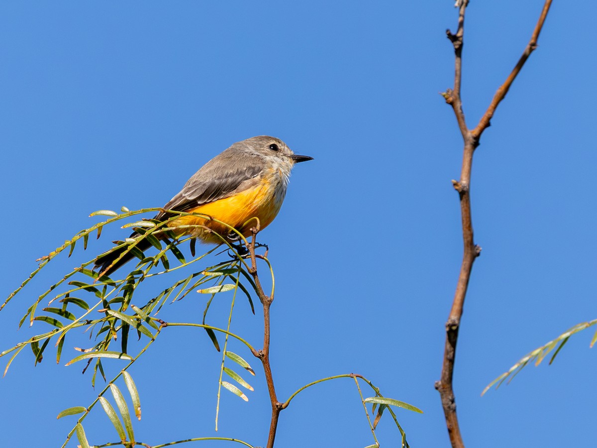 Москверо вогнистий - ML646712741