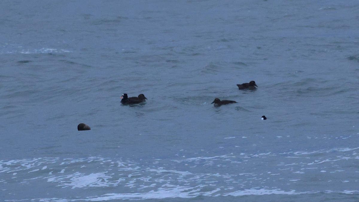 Eiderente - ML646712744