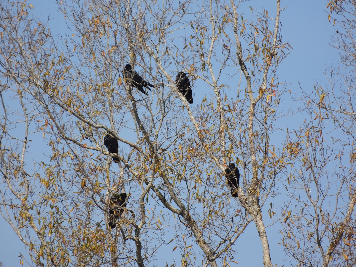 Fish Crow - ML646712745