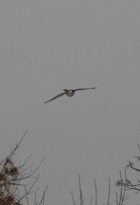 Gavilán de Cooper - ML646712747