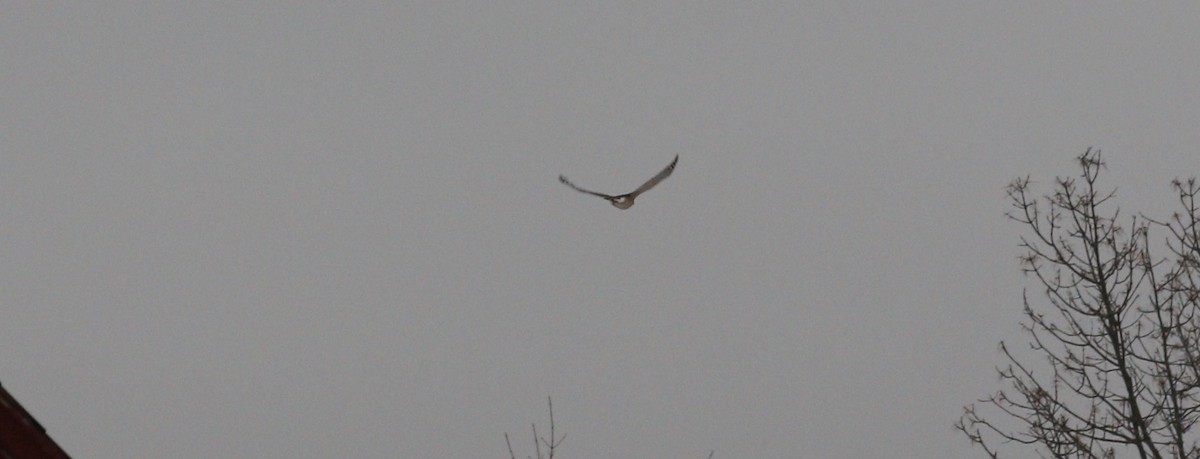 Gavilán de Cooper - ML646712748