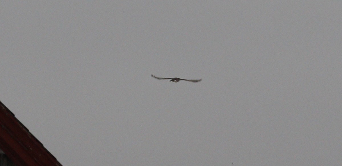 Gavilán de Cooper - ML646712749