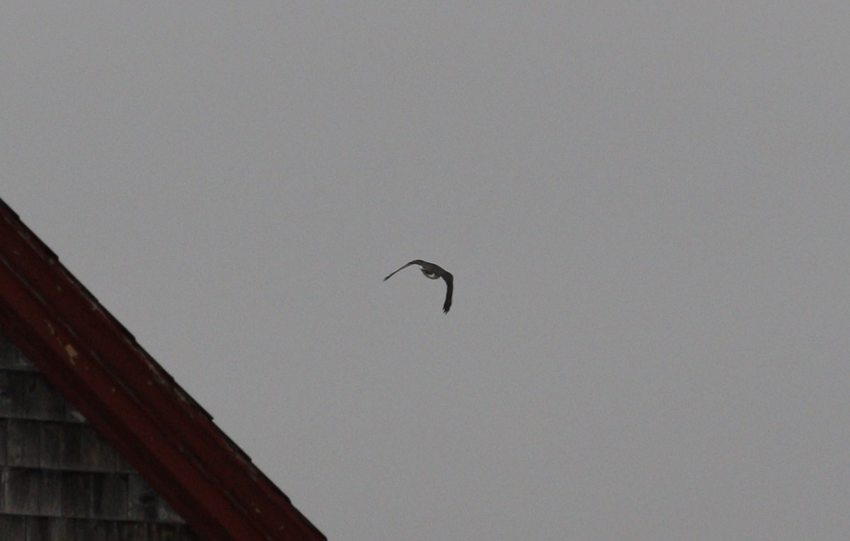 Gavilán de Cooper - ML646712750