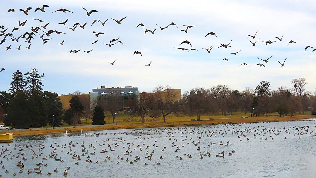 Cackling Goose - ML646712758