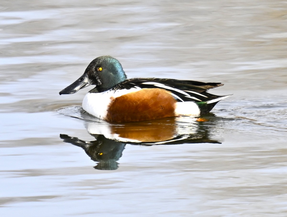 Northern Shoveler - ML646712759