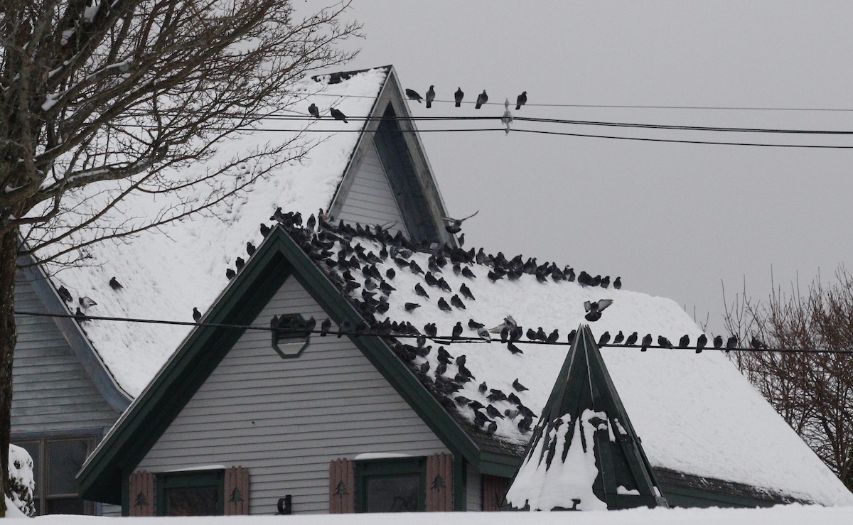 Pigeon biset (forme domestique) - ML646712764