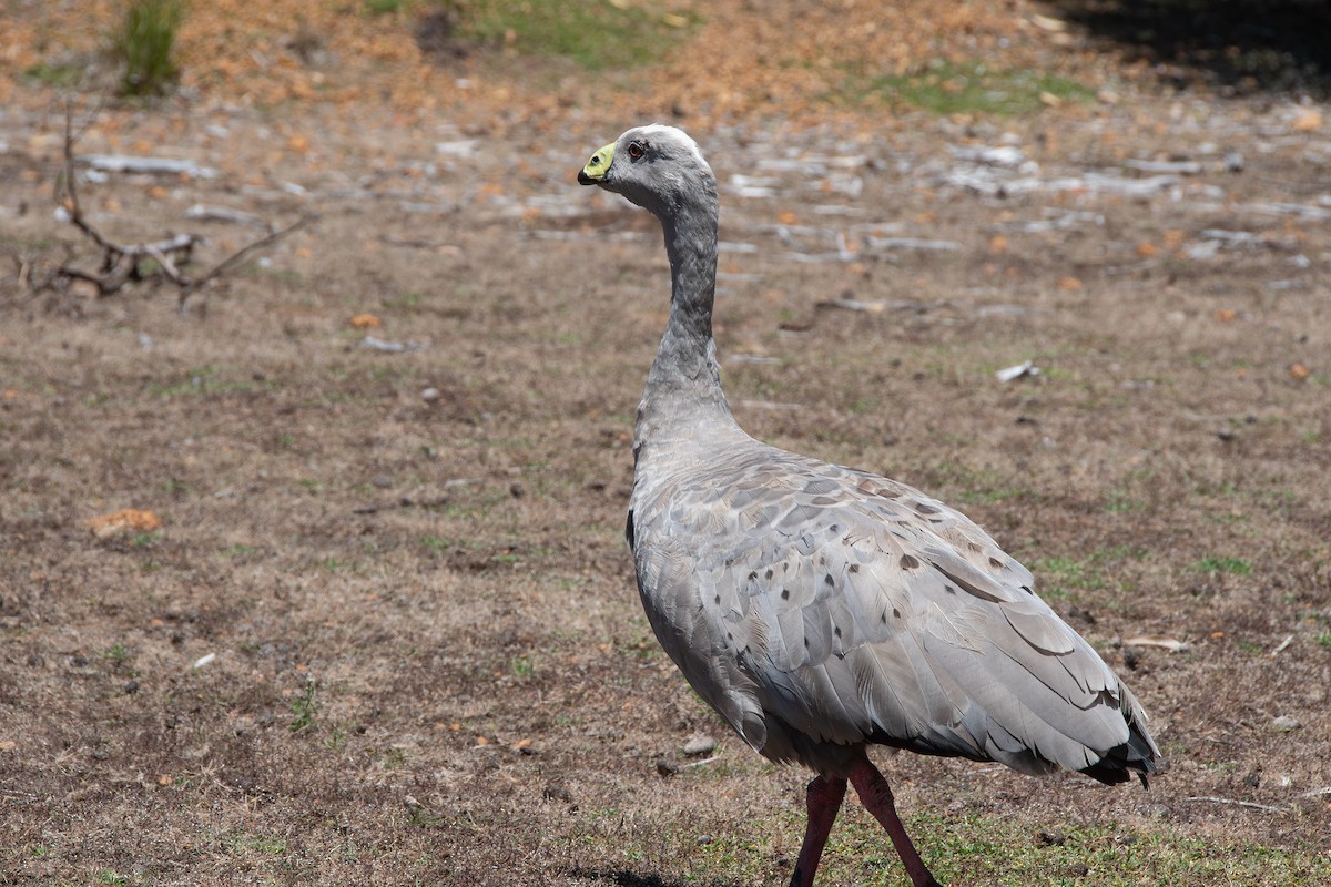 Cape Barren Goose - ML646712766