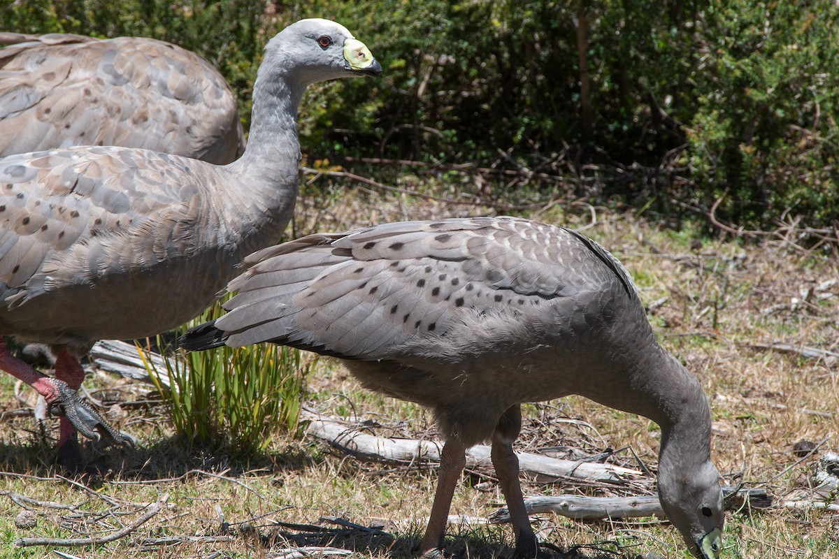 Cape Barren Goose - ML646712767