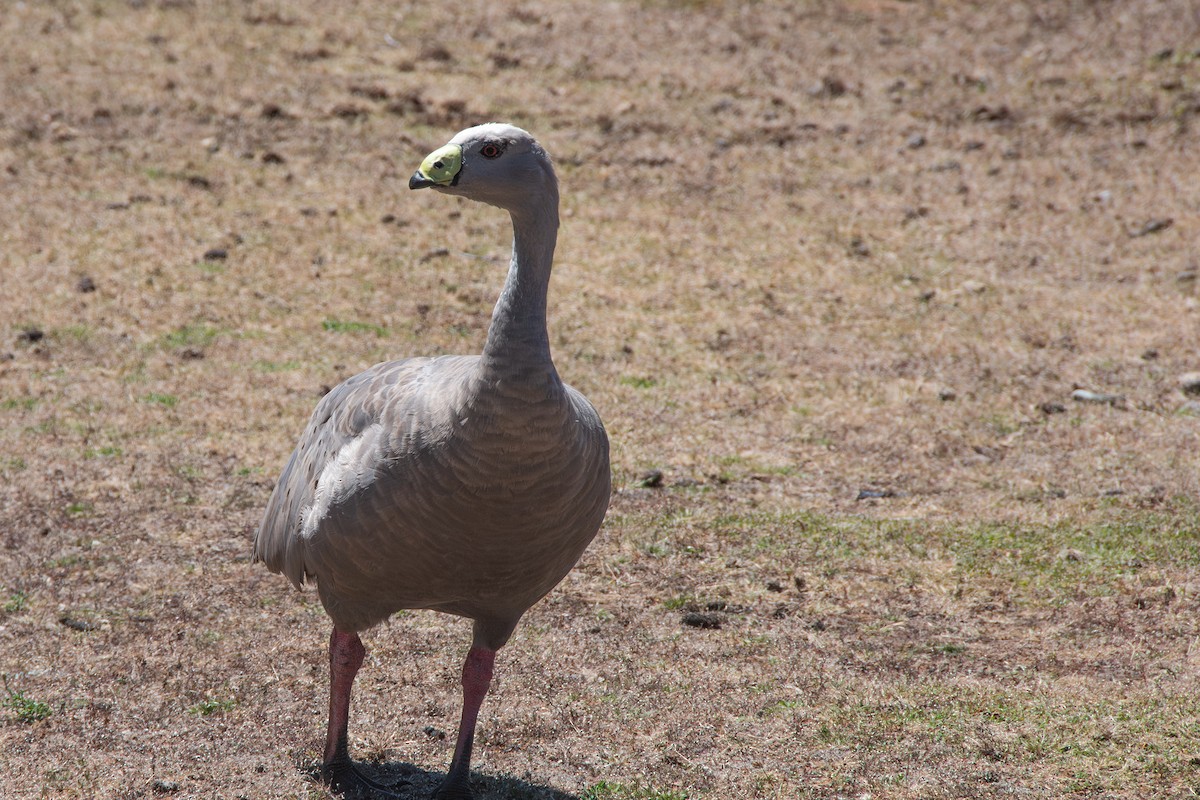 Cape Barren Goose - ML646712768