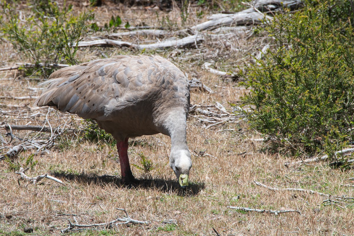 Cape Barren Goose - ML646712769