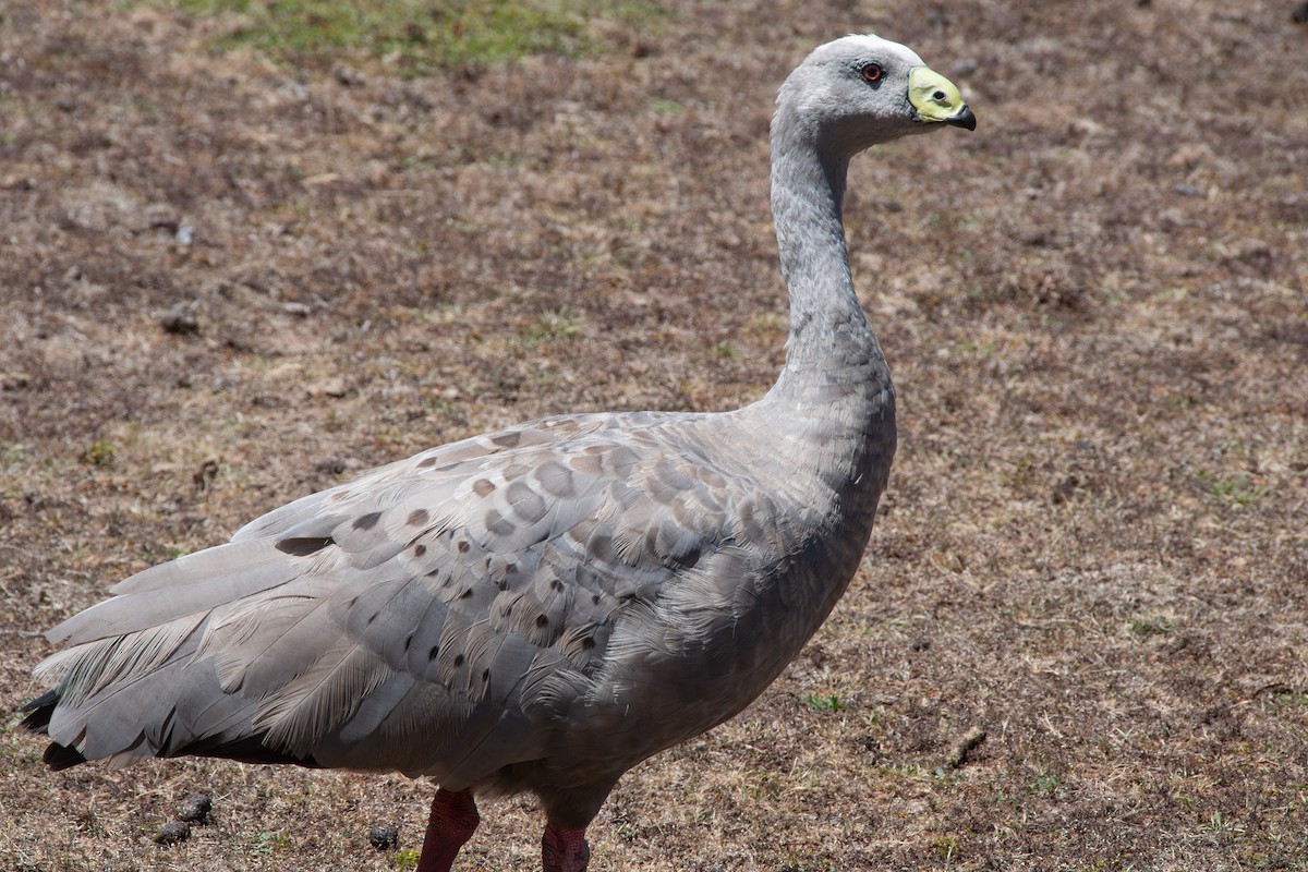 Cape Barren Goose - ML646712770